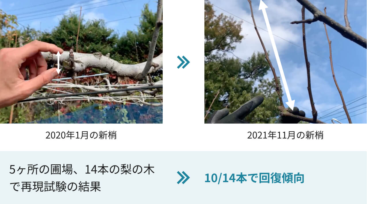 2020年1月の新梢→2021年11月の新梢 5箇所の圃場、14本の梨の木で再現試験の結果→14本中10本で回復傾向