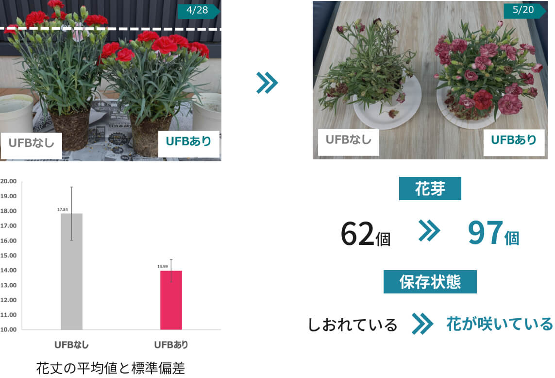 UFBありとUFBなしを比べると、UFBありの方がなしの方より花芽が多く、長い期間花が咲いていた