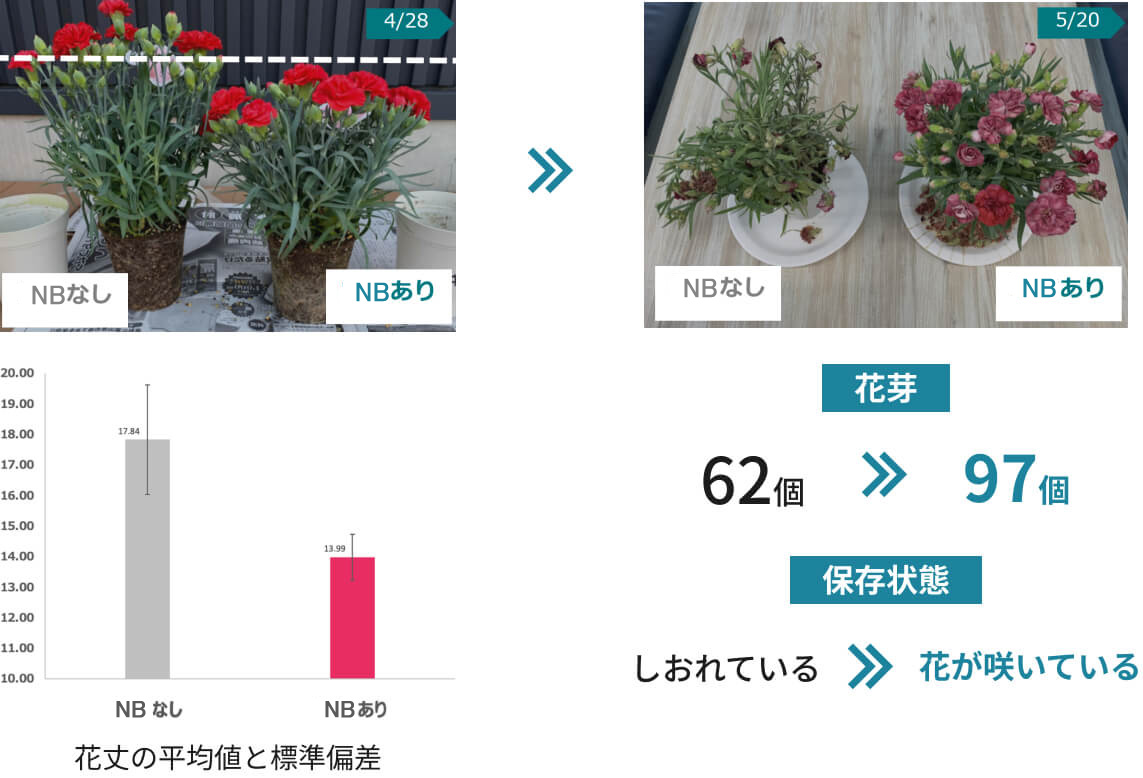 NBありとNBなしを比べると、NBありの方がなしの方より花芽が多く、長い期間花が咲いていた