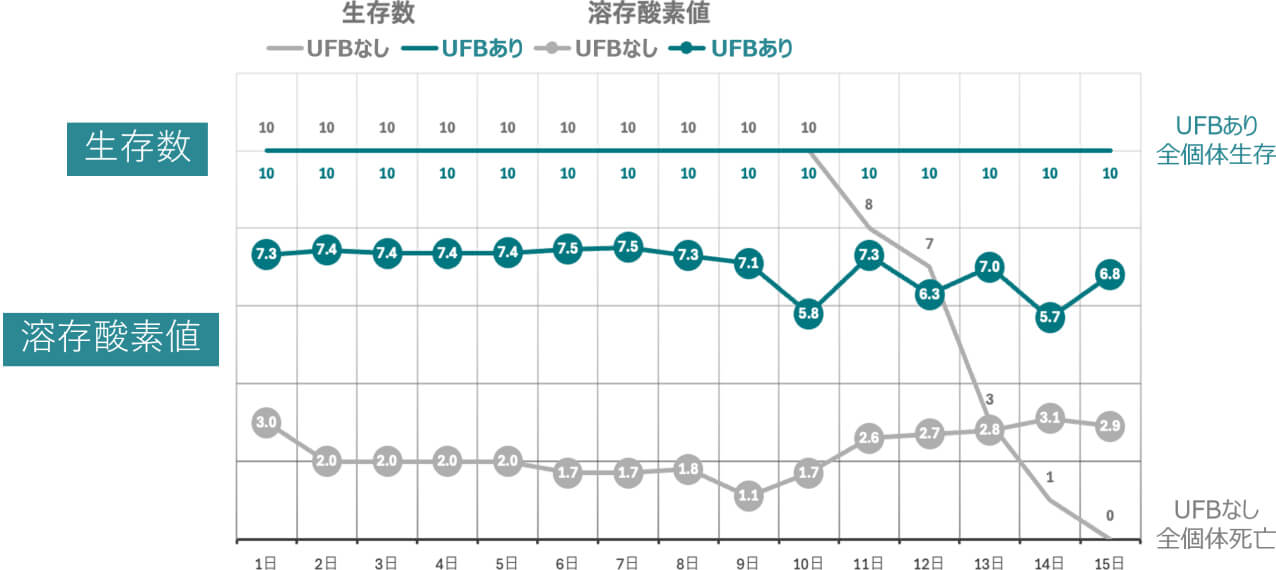 UFBありとなしでの生存数と溶存酸素値の比較グラフ。全体的に生存数・溶存酸素値ともにUFBありの方が高く、15日間の試験期間中にUFBなしの方は全個体が死亡してしまったが、UFBありの方は全個体が生存していた。