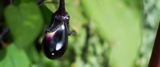 eggplant