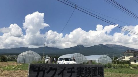 カクイチ実験圃場、ミストシステムときゅうり、トマト、なす