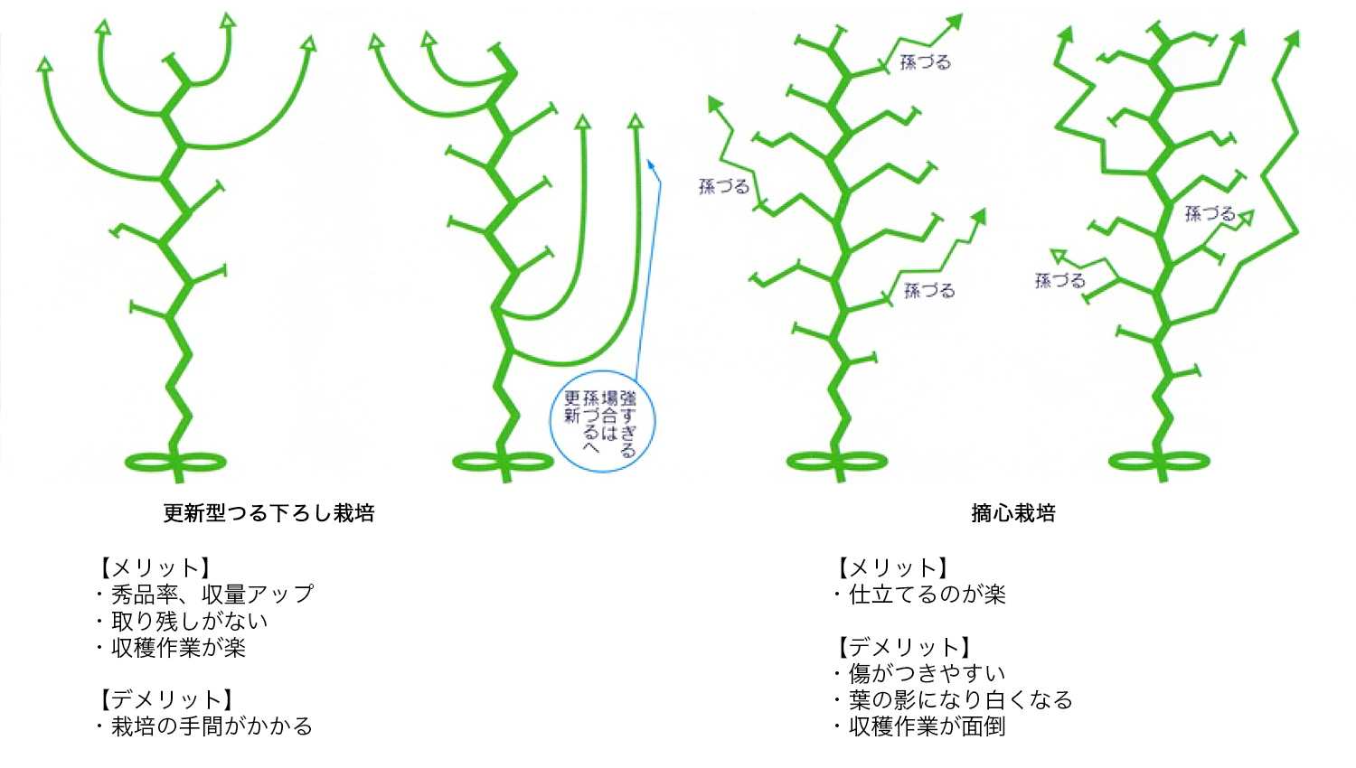 長野県 キュウリ栽培でのウルトラファインバブル導入事例 カクイチ アクアソリューション事業