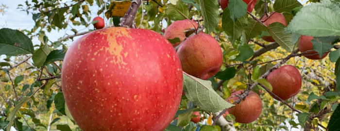 【長野県】りんご栽培でのウルトラファインバブル導入事例