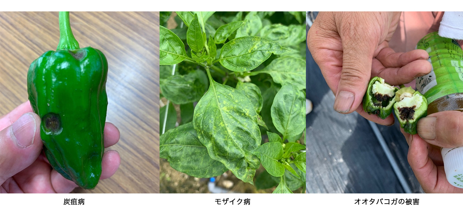 福島県 ピーマン栽培でのウルトラファインバブル導入事例3件 カクイチ アクアソリューション事業