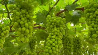 Grapes（Saitama）