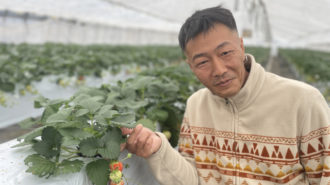 【Niigata】A Revolution in Strawberry Cultivation in Niigata! Strawberry “Echigohime” blossoms in cloudy weather!