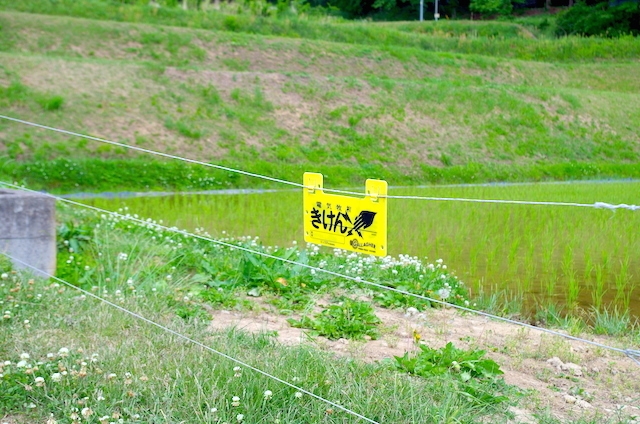 芸能人愛用 アニマルバスター シンセイ NSD-5 電気柵 付属品あり 防水 3km 害獣 駆除 撃退 園芸 農園 畑 水田 侵入防止 イノシシ  たぬき 電気ショック 4580479270013