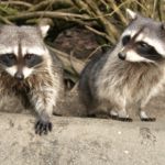 害獣アライグマの生態と農業への被害について。可愛いからと言って触らないで！