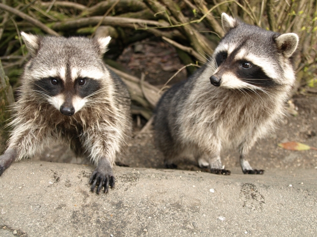 害獣アライグマの生態と農業への被害について 可愛いからと言って触らないで 農業メディア Think And Grow Ricci