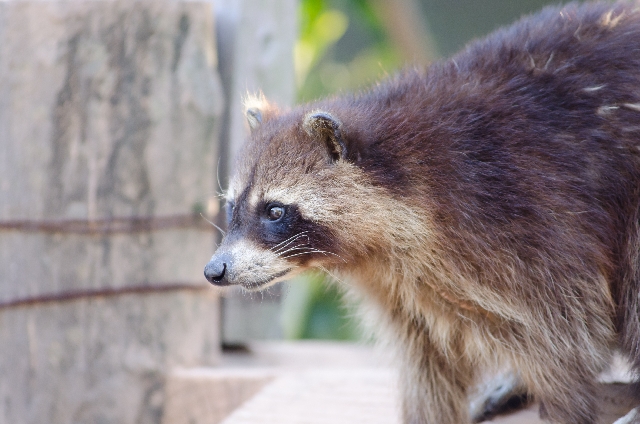 可愛いからといって触らないで！アライグマの感染症について│画像2