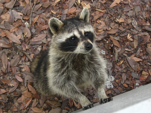 害獣アライグマの生態と農業への被害について 可愛いからと言って触らないで 農業メディア Think And Grow Ricci