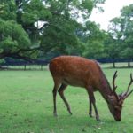 深刻なシカによる農作物の被害。原因と対策まとめ画像1