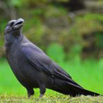 カラスによる農作物の鳥獣被害額は第３位！対策方法は？