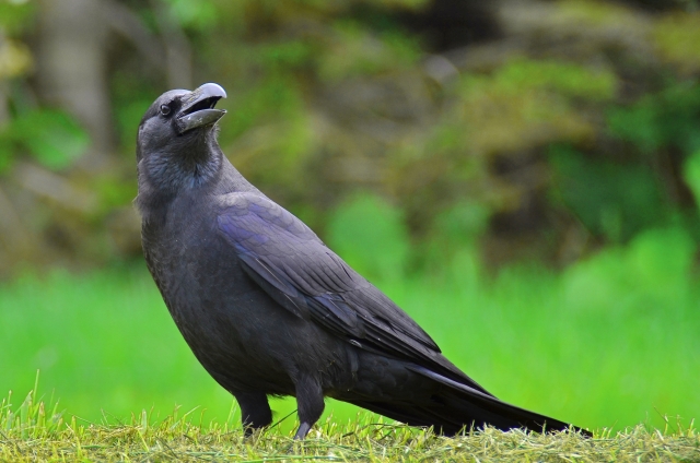 カラスによる農作物の鳥獣被害額は第３位！対策方法は？画像1