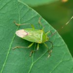 カメムシの生態と農作物への被害、対策方法について