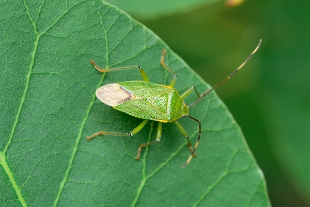 カメムシの生態と農作物への被害、対策方法について