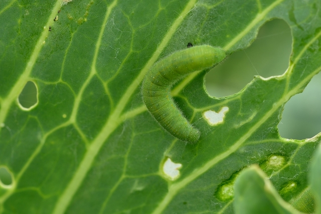 キャベツの天敵アオムシ 青虫 生態 発生時期と対策方法について 農業メディア Think And Grow Ricci