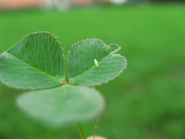 キャベツの天敵アオムシ 青虫 生態 発生時期と対策方法について 農業メディア Think And Grow Ricci