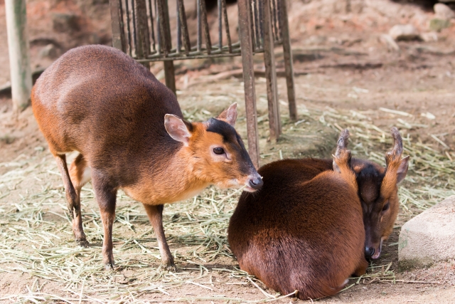 動物 キョン