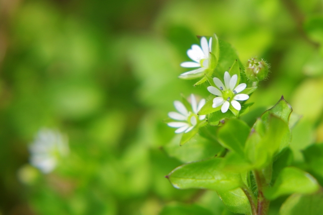 畑に発生する雑草について