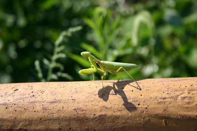 完全無農薬マニュアル 害虫の天敵を知ろう カマキリ編 農業メディア Think And Grow Ricci