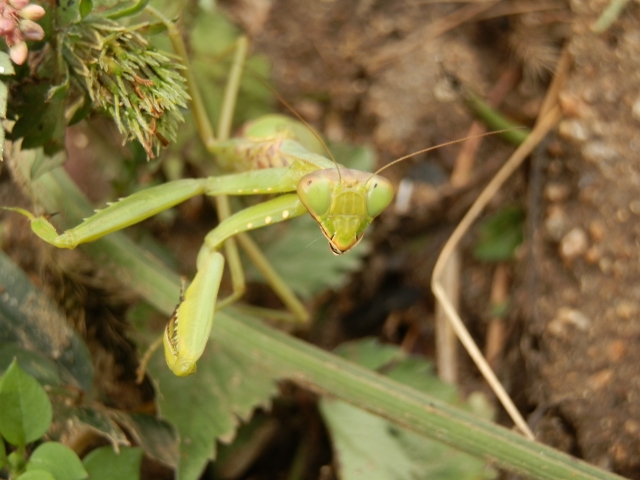 完全無農薬マニュアル。害虫の天敵を知ろう！（カマキリ編）画像3