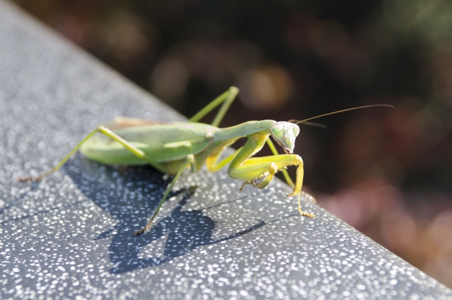 完全無農薬マニュアル。害虫の天敵を知ろう！（カマキリ編）画像1