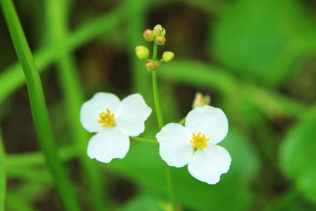 水田に発生する雑草の主な種類について画像2