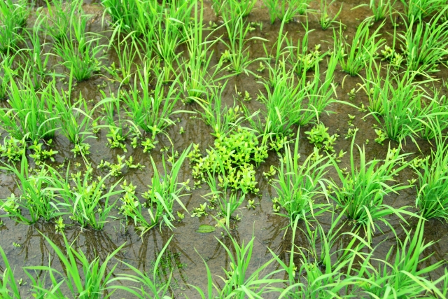 水田に発生する雑草の主な種類について画像1