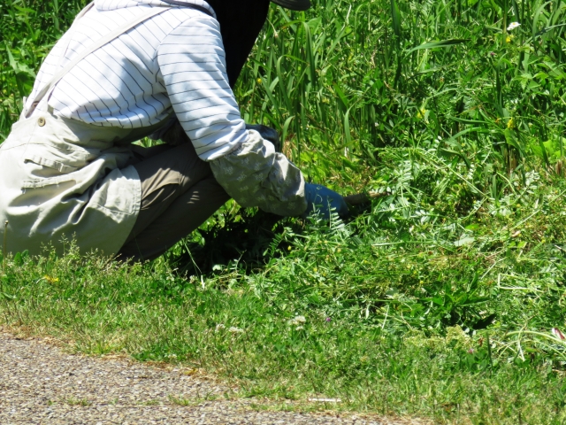 あえて除草しない？！雑草を活かして行なう農法とは│画像1