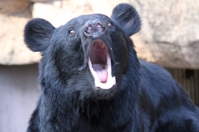 クマによる農作物被害の実情と田畑と人命を守るための3大対策