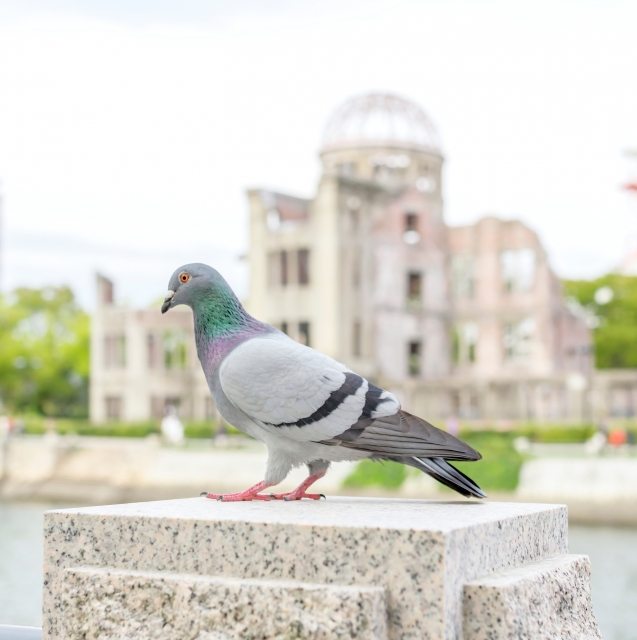 3つの方法を合わせて効果が高まるハトの農作物被害対策│画像1