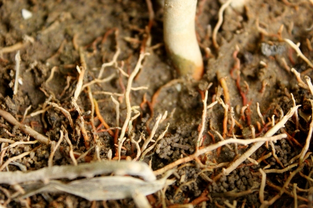 有機栽培の土壌に重要な生態系について学ぼう│画像3