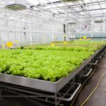 コンピューターで野菜栽培、植物工場のメリット・デメリット