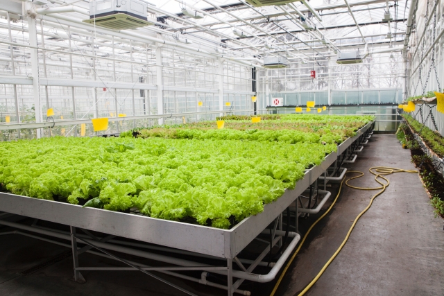 コンピューターで野菜栽培 植物工場のメリット デメリット 農業メディア Think And Grow Ricci