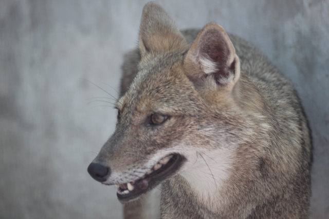 獣害被害に役立つ便利な農業アイテムとは