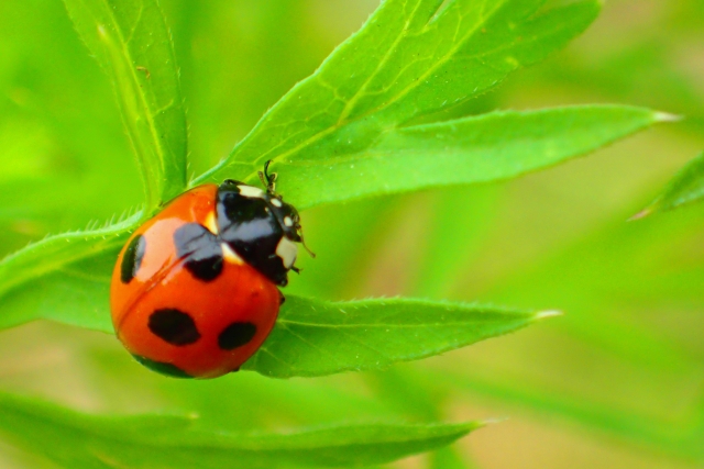 益虫をフル活用！害虫は虫で倒すという考え方│画像1