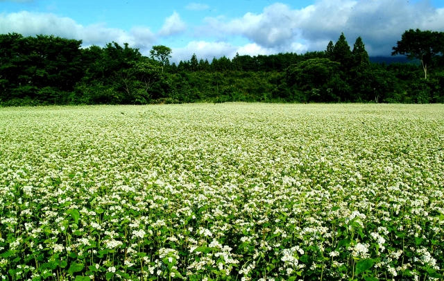 耕作放棄地がもたらす問題と、その対策│画像2