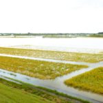 田畑が大雨に見舞われた時にすべき行動とは