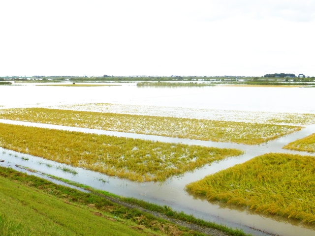 田畑が大雨に見舞われた時にすべき行動とは