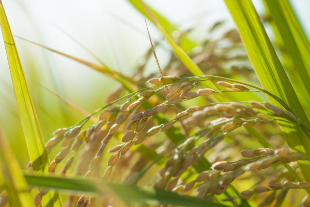 コメ農家の脅威、稲いもち病を知ろう！稲いもち病を抑制する新たな抗菌物質についても紹介