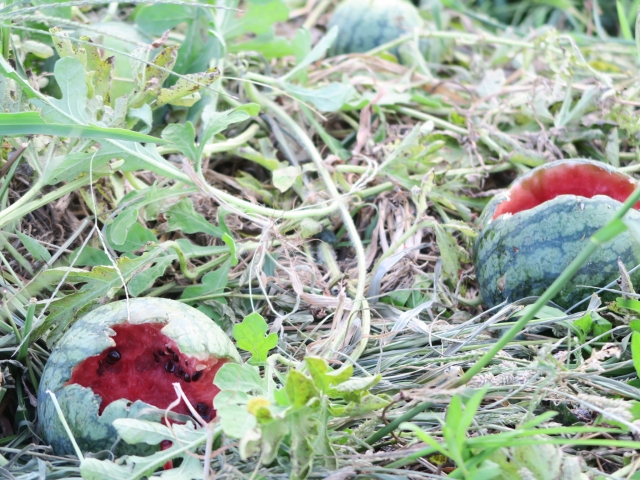 災害、異常気象、有害動植物、病気など農業のリスクと対処法まとめ│画像2