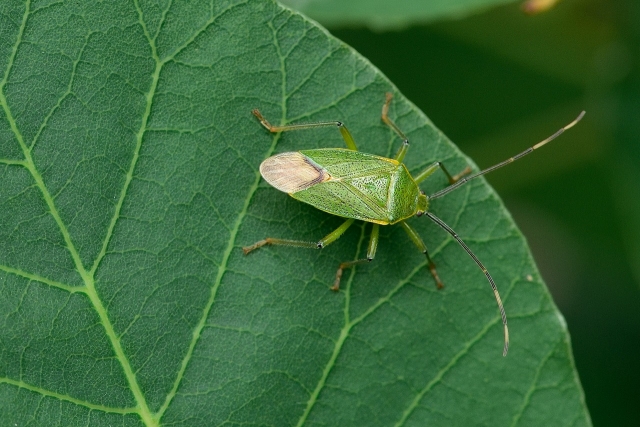 災害、異常気象、有害動植物、病気など農業のリスクと対処法まとめ│画像3