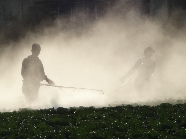 酢酸の効果！殺菌効果だけでなく、植物の乾燥耐性にも効果あり！？│画像２