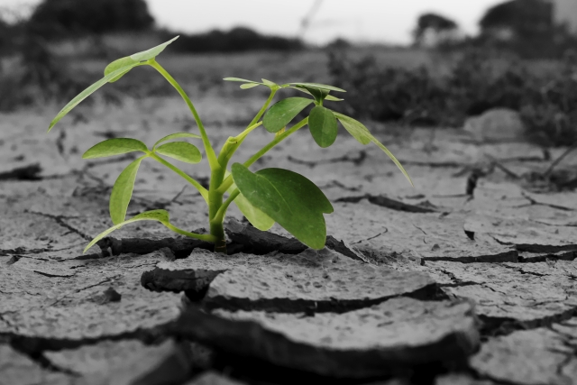 酢酸の効果！殺菌効果だけでなく、植物の乾燥耐性にも効果あり！？│画像３