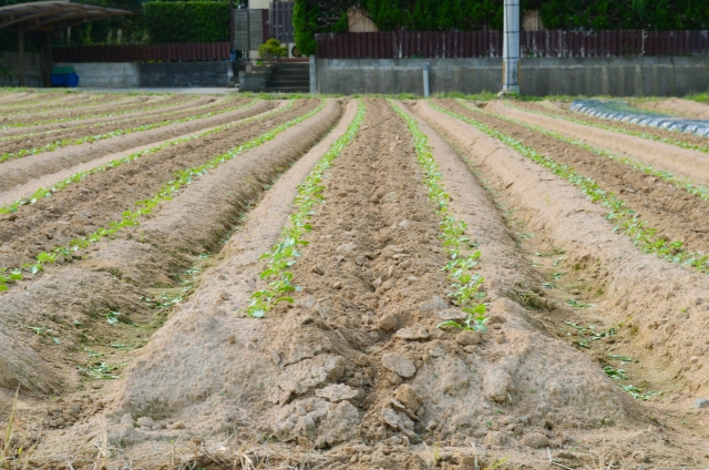 就農希望者の増加と共に拡大する生産緑地のレンタルビジネス