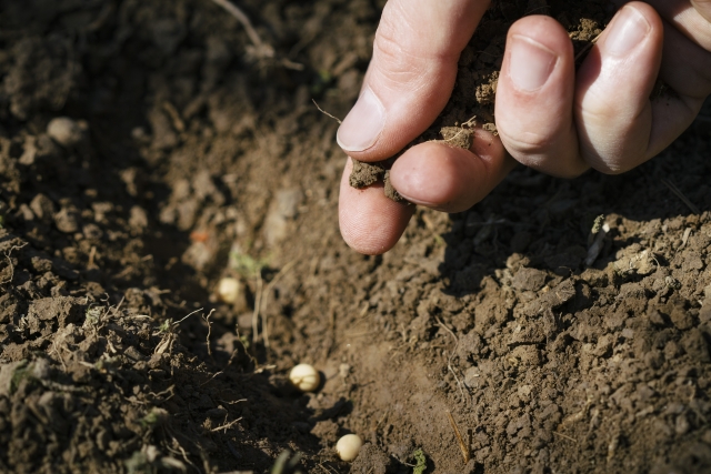 種子法が廃止された理由とその影響、問題点 | 農業メディア│Think and Grow ricci