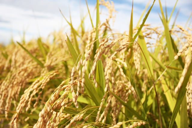 【新興国の食料消費について。今後、中国への農作物輸出量は増える？！｜画像３】