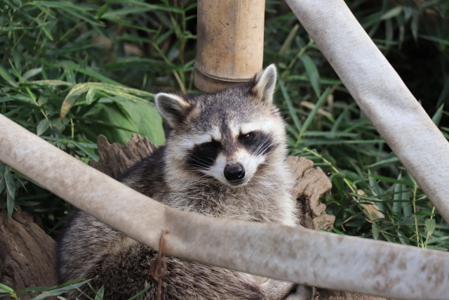 特定外来生物による害獣被害が深刻化。その対策とは｜画像１